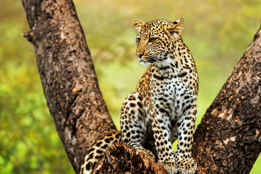 Wildlife Tour Of North East India